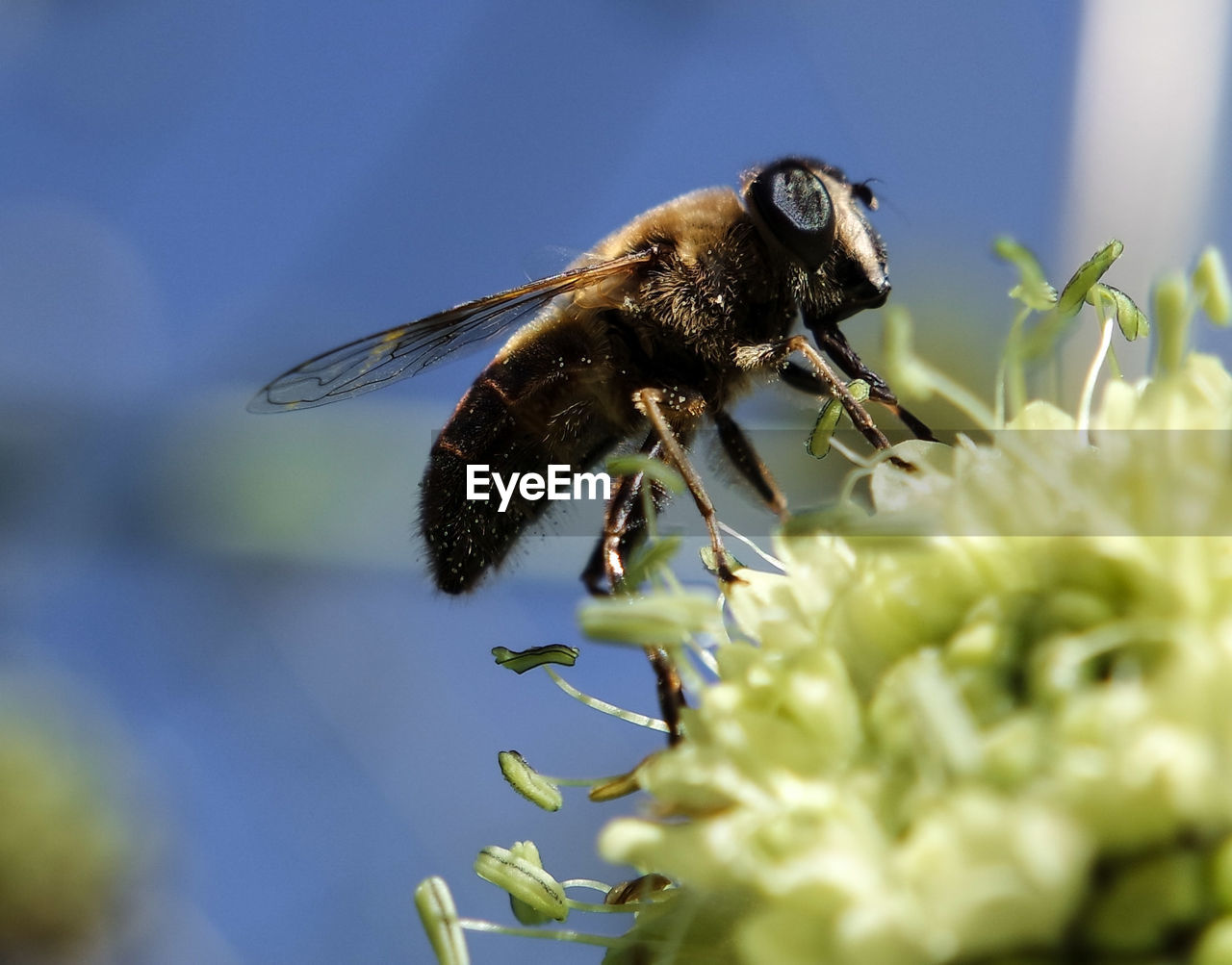 Close-up of bee pollinating on flower