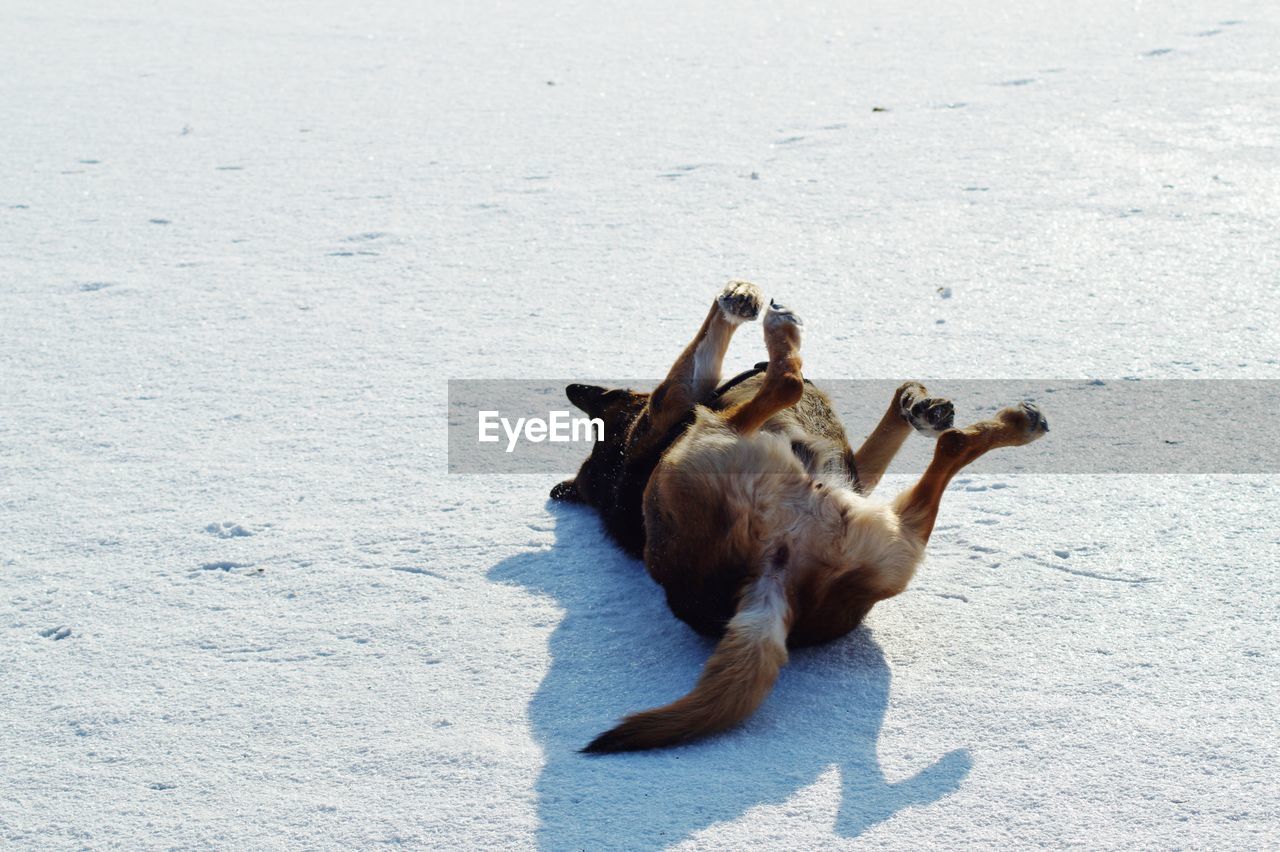 Dog lying on snow