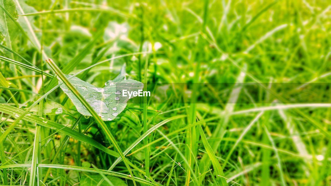 Close-up of water drops on grassy field