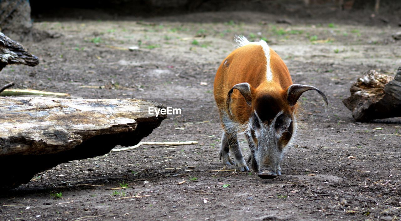 Red river hog standing in forest