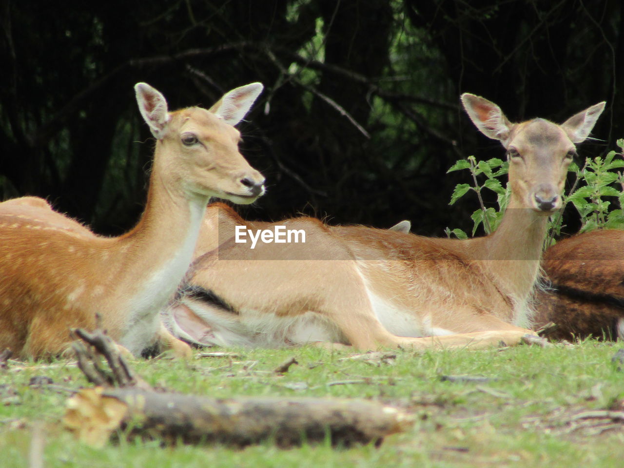 DEER IN THE FIELD