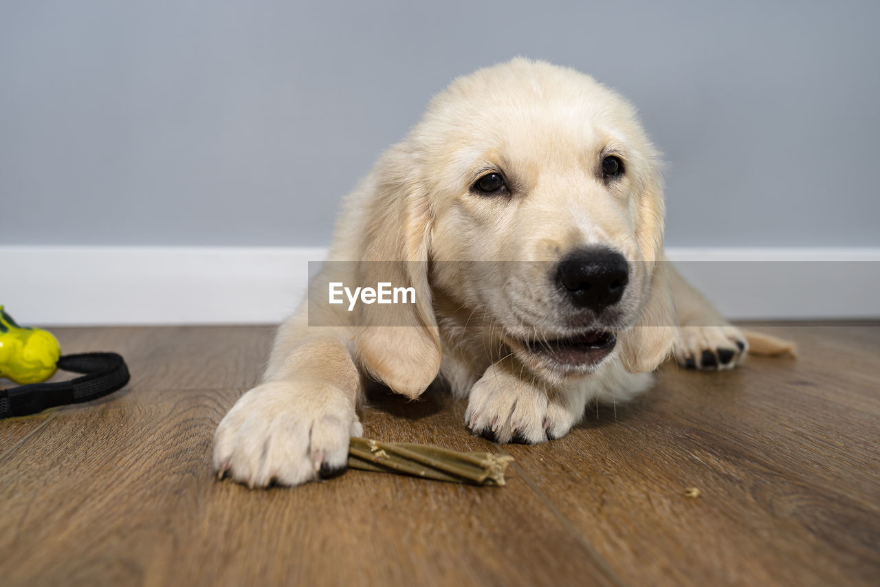 PORTRAIT OF DOG LYING ON TABLE