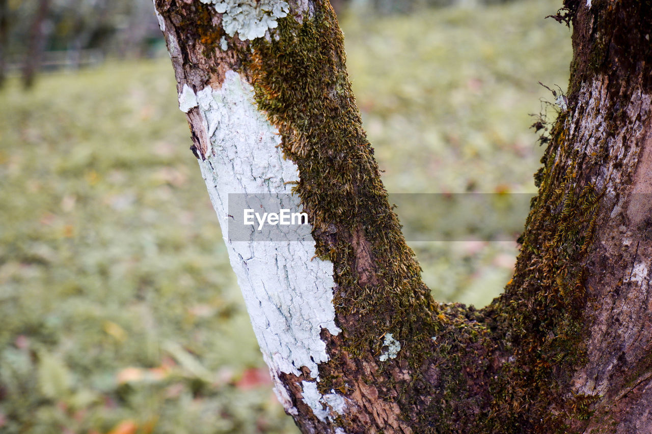 CLOSE-UP OF TREE TRUNK
