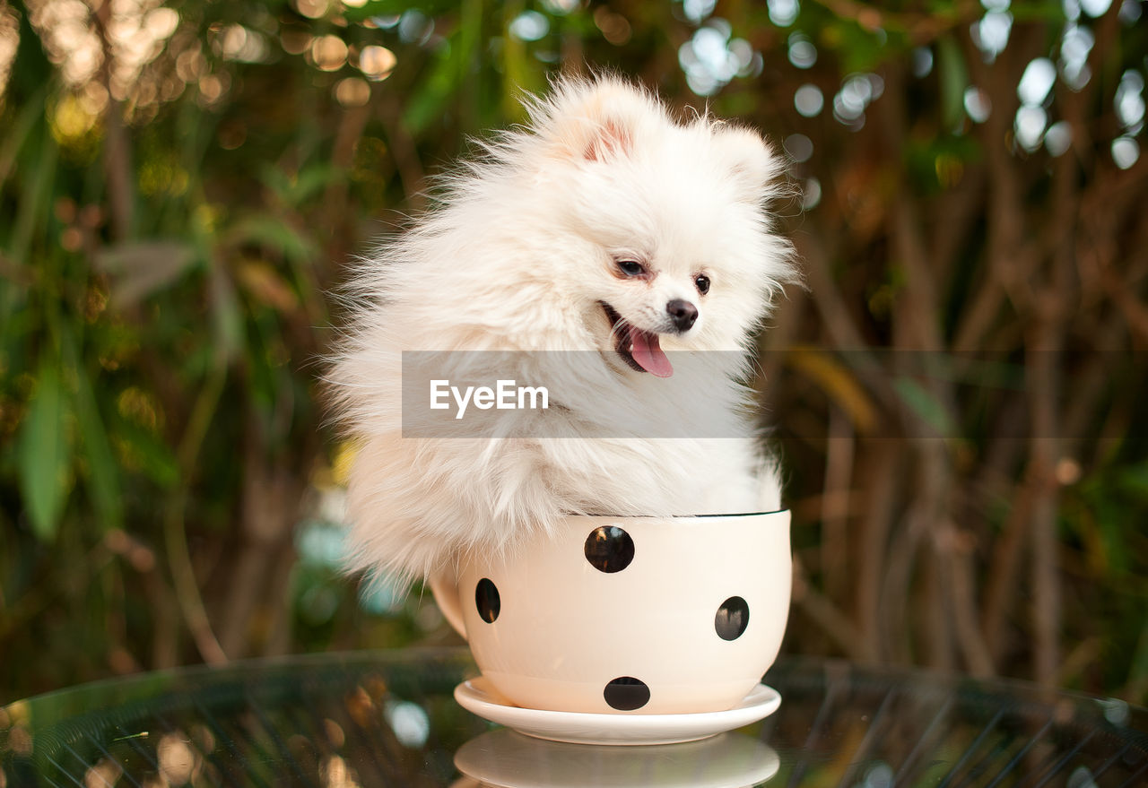 Close-up of dog sitting on cup