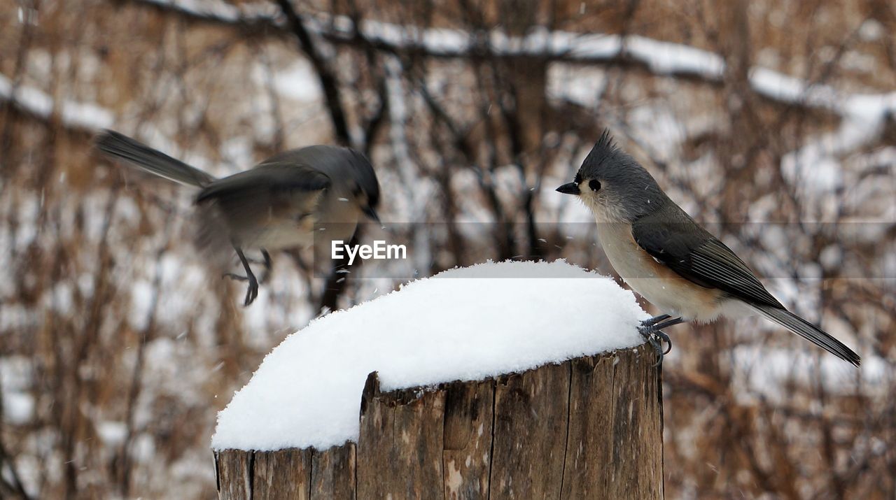 Close-up of birds perching and landing on snow