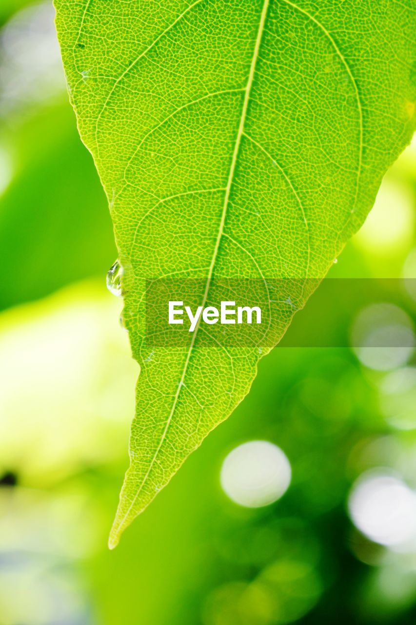 Close-up of green leaves