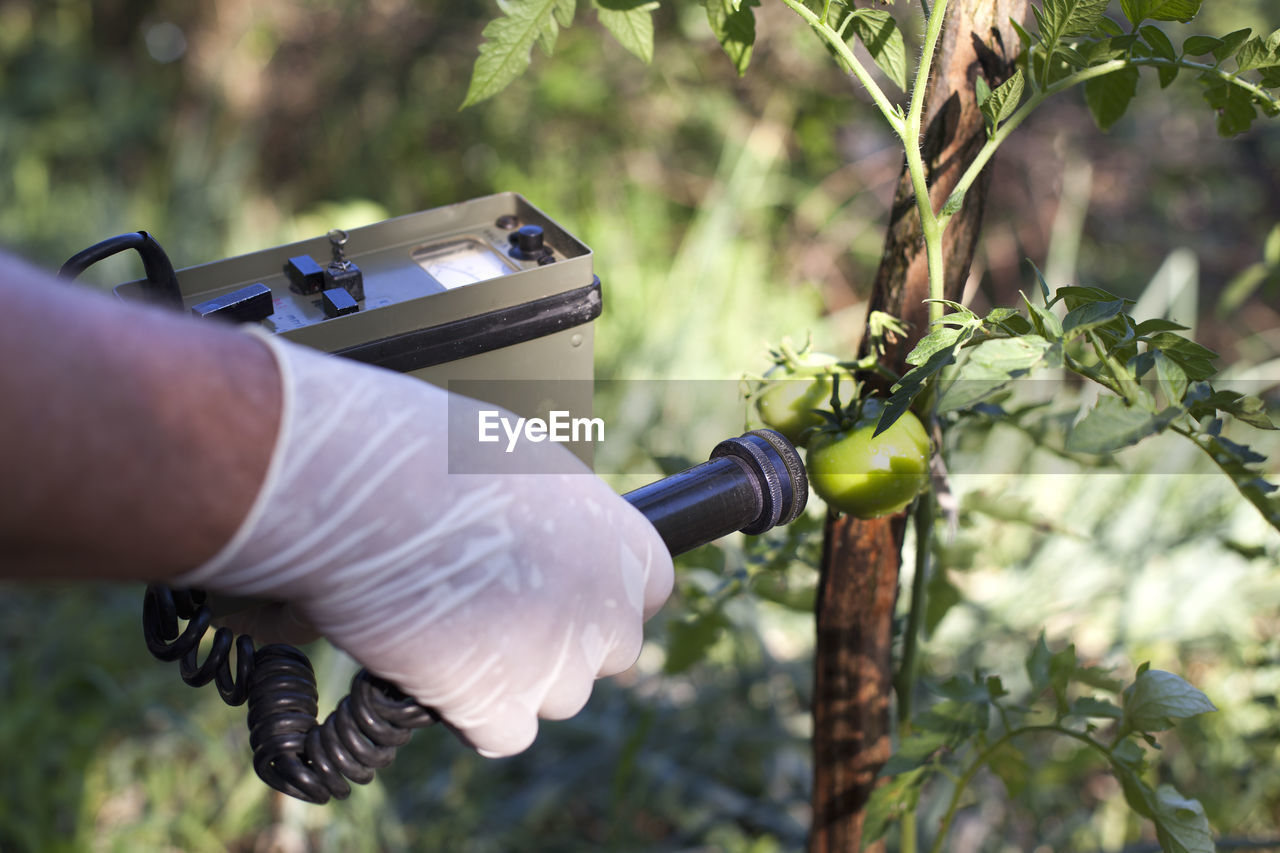 Close-up of man hands holding machine by tomato growing on plant