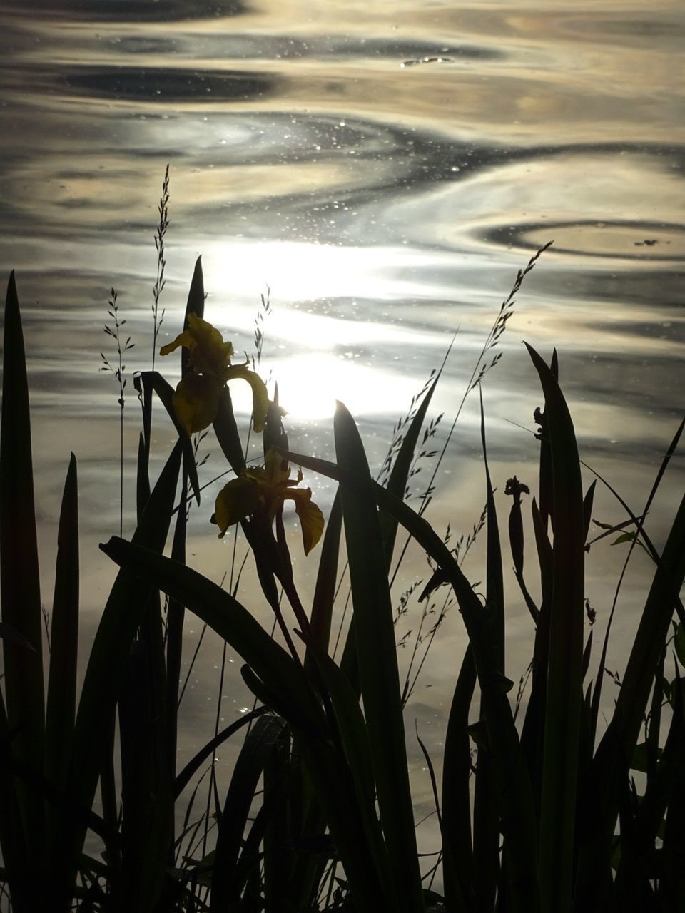 SILHOUETTE PLANTS BY LAKE AGAINST SKY