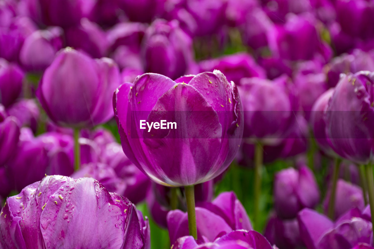 Close-up of pink tulips