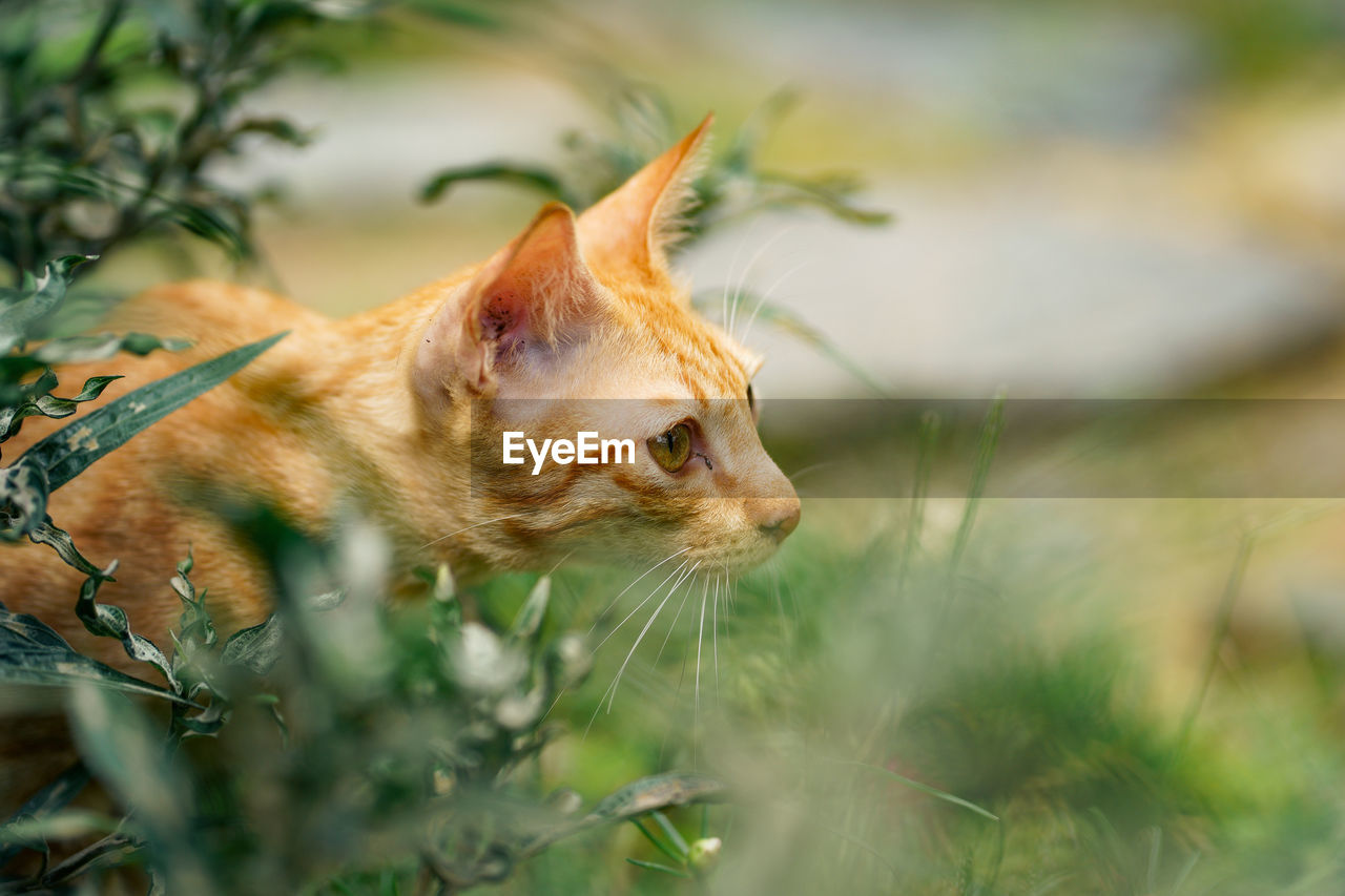 CLOSE-UP OF GINGER CAT ON FIELD