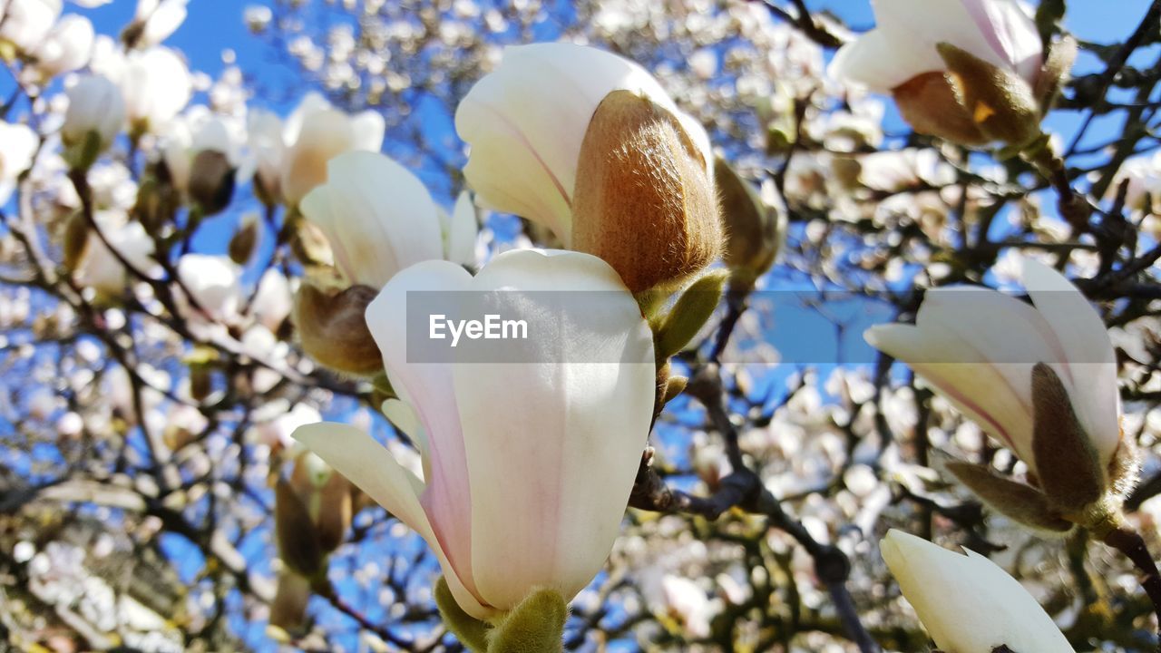 Close-up of white magnolia on branch