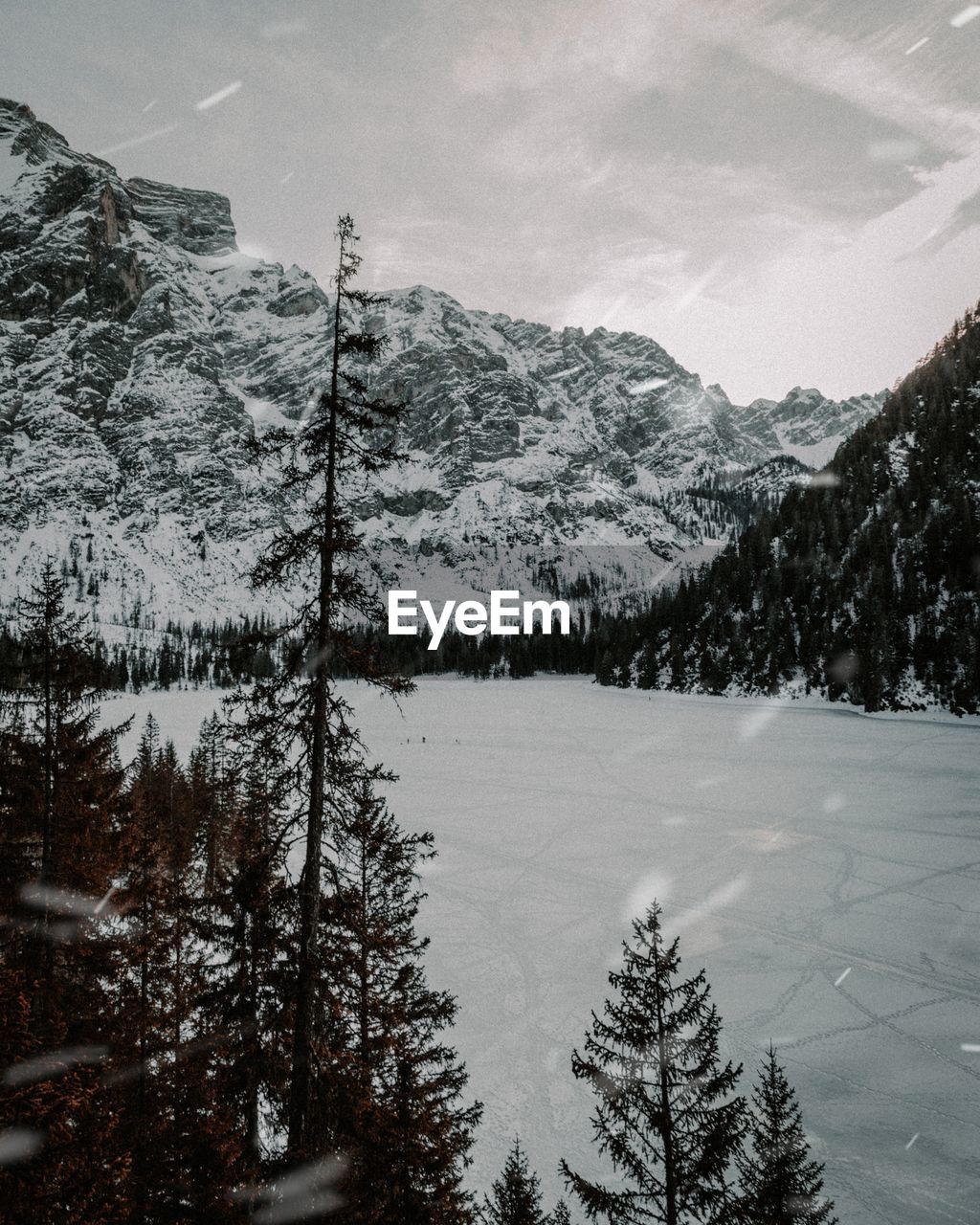 PINE TREES ON SNOWCAPPED MOUNTAIN AGAINST SKY