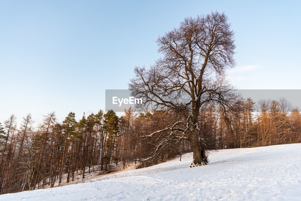 tree, snow, winter, cold temperature, plant, environment, sky, landscape, nature, scenics - nature, beauty in nature, land, tranquil scene, tranquility, forest, blue, coniferous tree, pine tree, pinaceae, non-urban scene, white, frozen, no people, pine woodland, woodland, rural scene, clear sky, outdoors, day, bare tree, sunlight, mountain, copy space, branch, field, idyllic, travel, sunny, travel destinations, remote, deep snow, ice, snowing