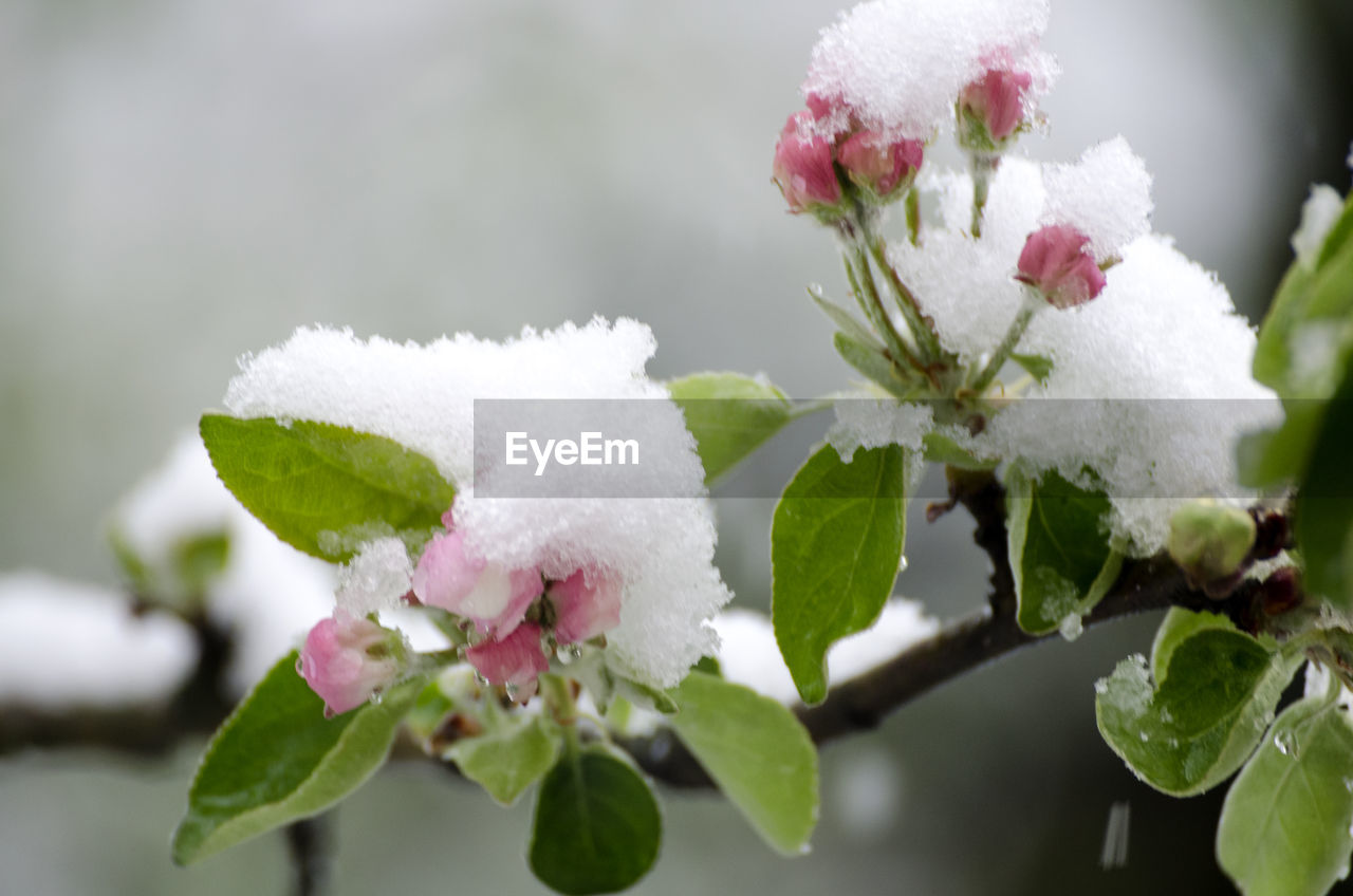 CLOSE-UP OF PINK FLOWERS GROWING ON PLANT