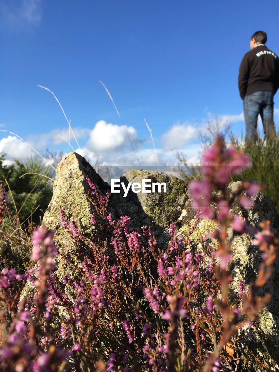 Pink flowers blooming against sky