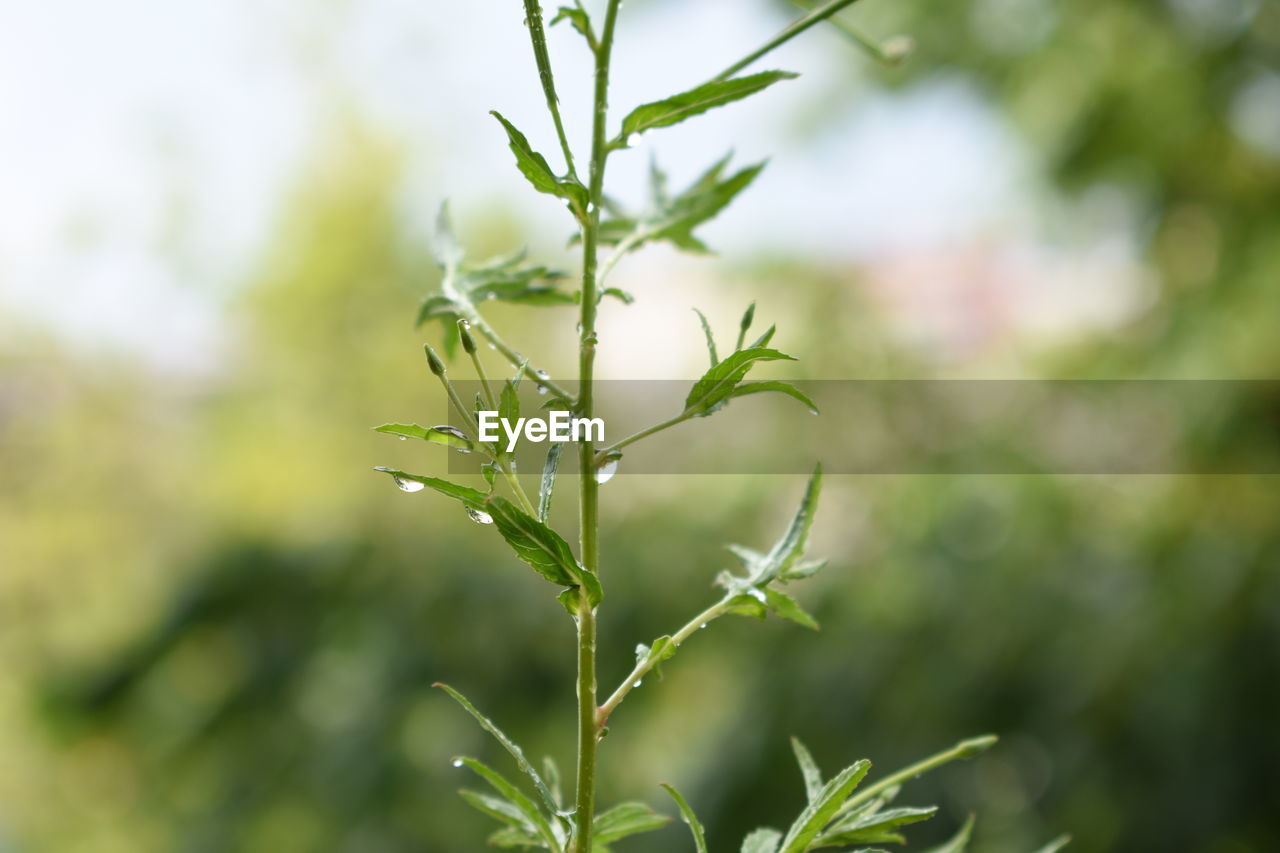 Close-up of fresh green plant