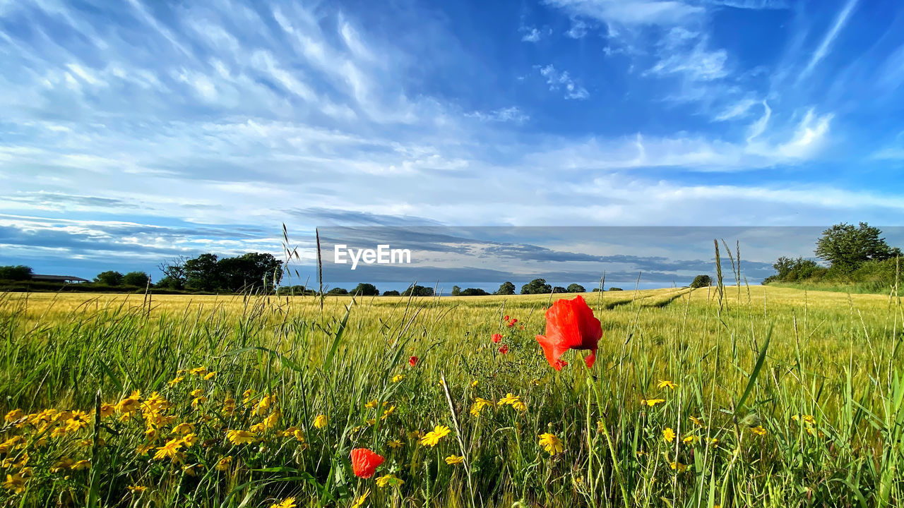 REAR VIEW OF FLOWERING PLANTS ON FIELD AGAINST SKY