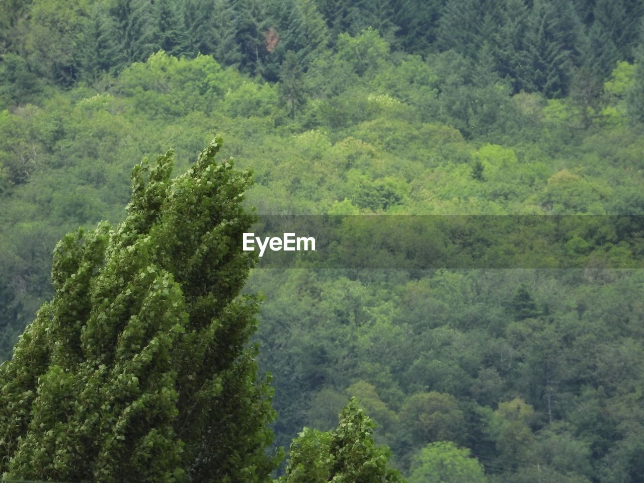 HIGH ANGLE VIEW OF PINE TREE