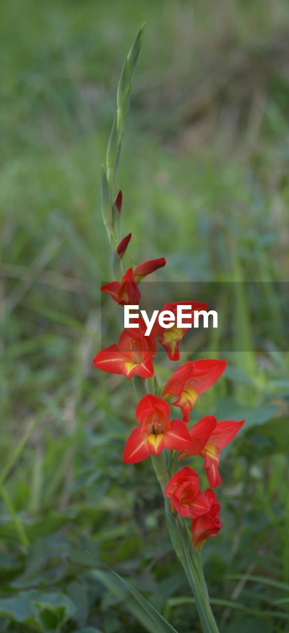 Close-up of red flowers in meadow