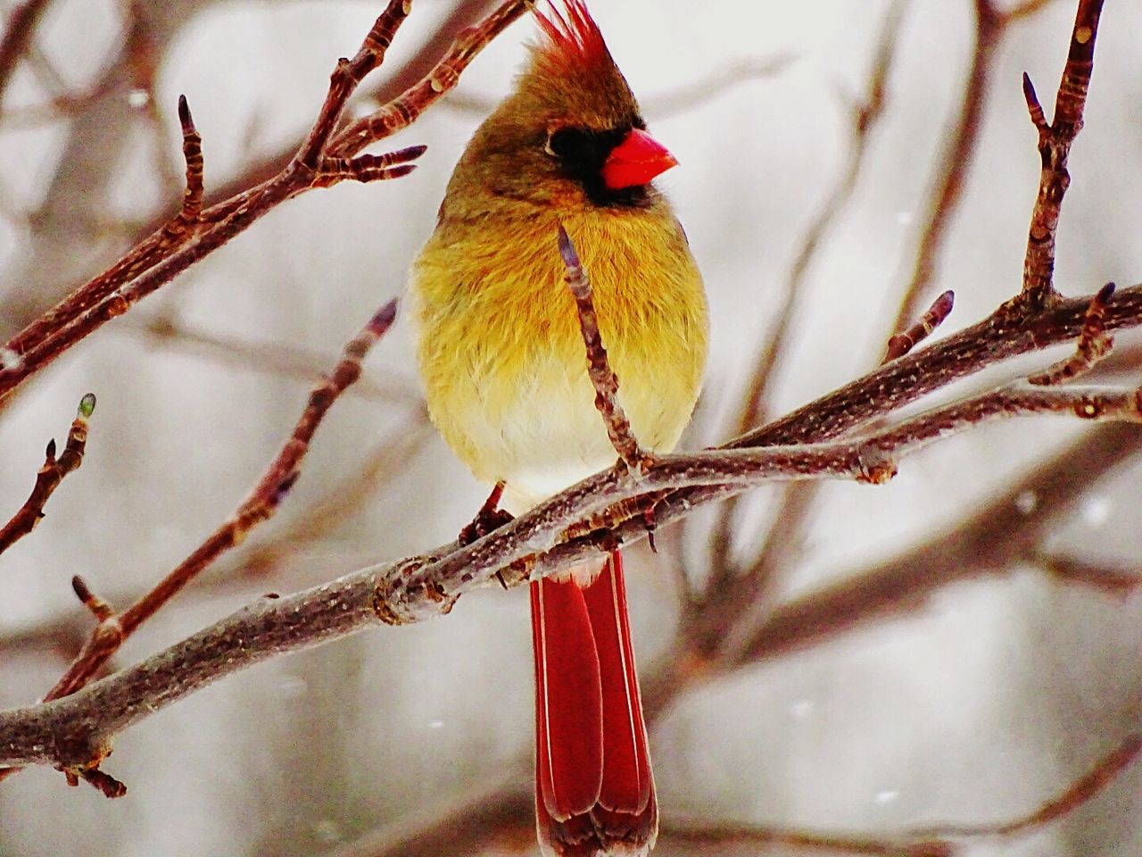 Close-up of snow on branch