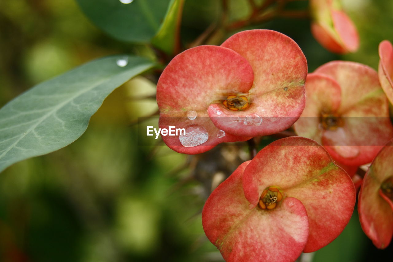 CLOSE-UP OF RED BERRIES