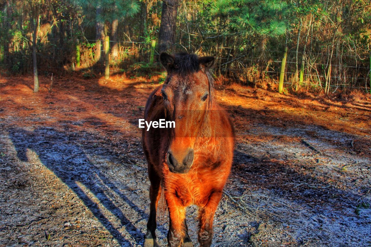 Horse at sunset