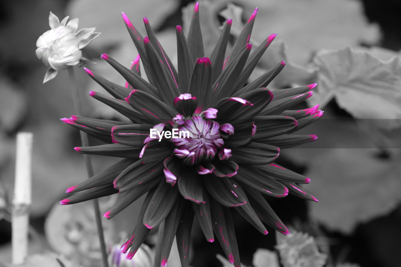 CLOSE-UP OF PINK FLOWER