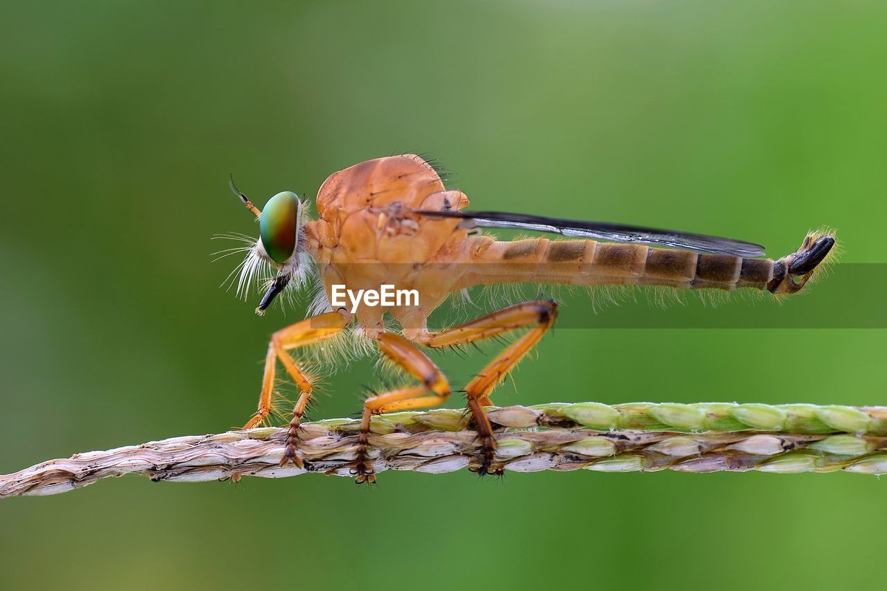 Close-up of dragonfly on twig