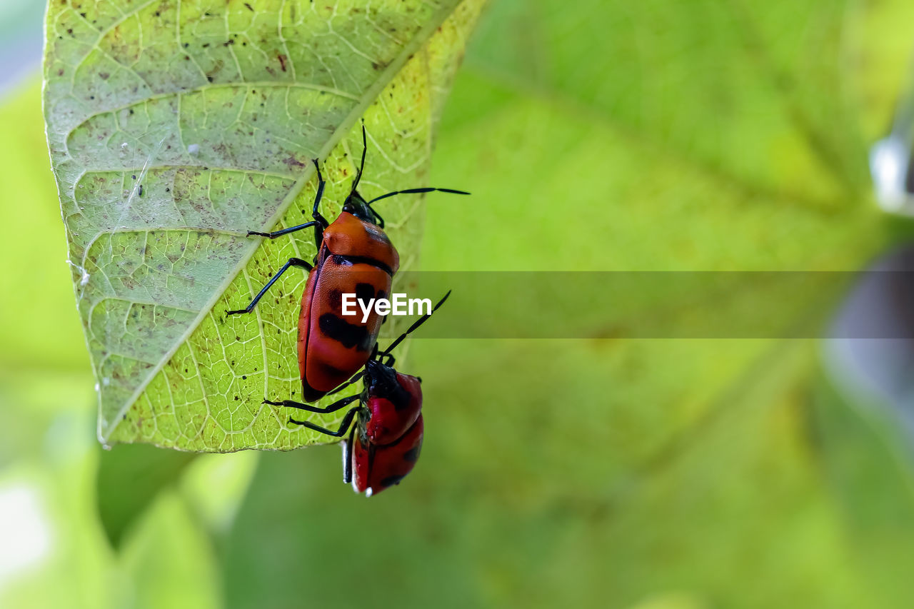 INSECT ON LEAF