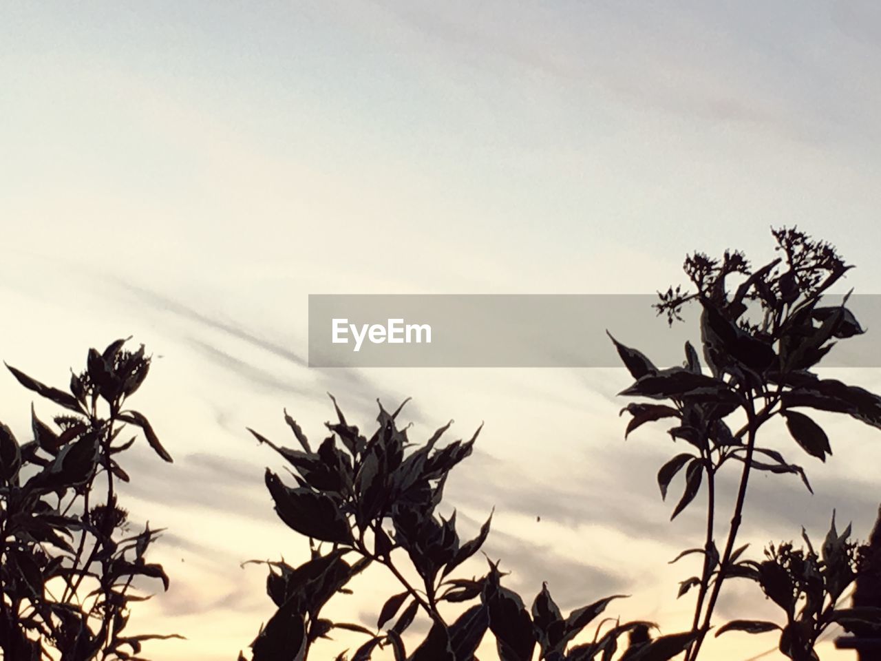 CLOSE-UP OF SILHOUETTE FLOWERING PLANTS AGAINST SKY