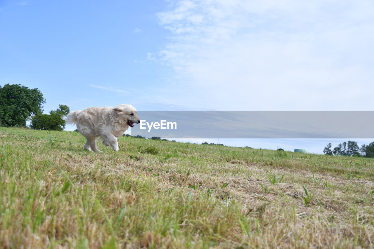 DOG ON THE FIELD