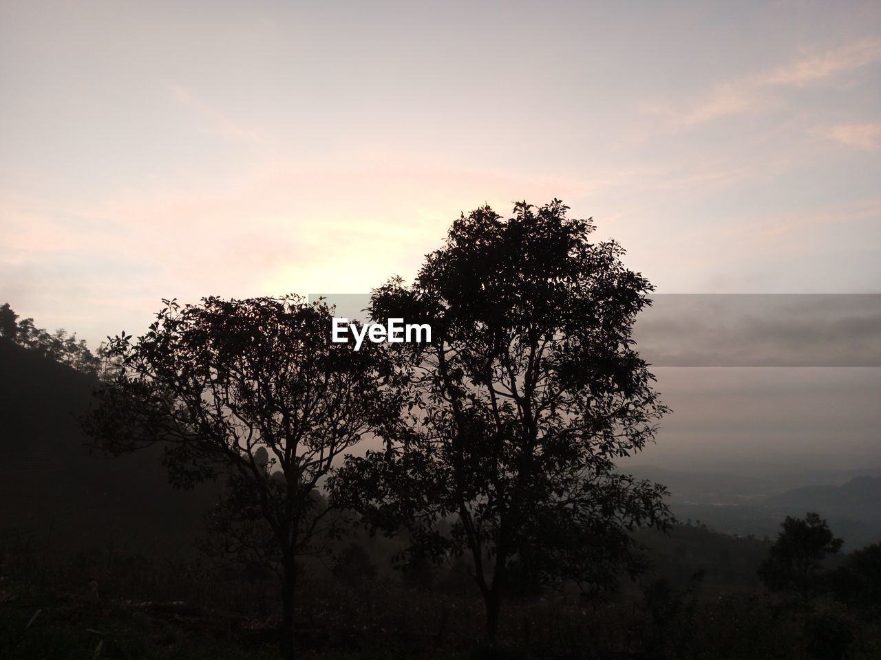 tree, sky, plant, nature, morning, cloud, environment, beauty in nature, landscape, dawn, scenics - nature, tranquility, no people, horizon, silhouette, sunrise, land, tranquil scene, sunlight, outdoors, hill, field, non-urban scene, fog, savanna, growth, forest, rural area
