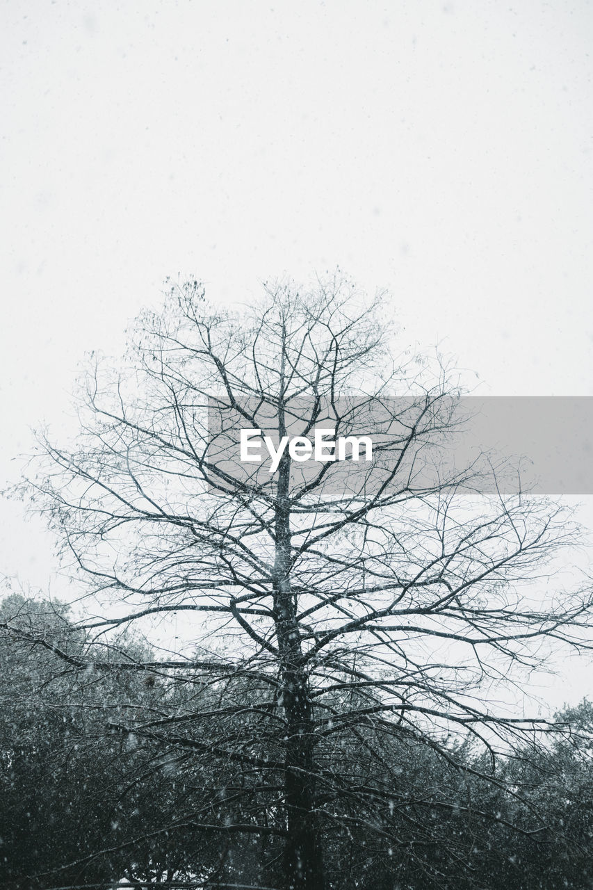 LOW ANGLE VIEW OF BARE TREES ON SNOW COVERED LANDSCAPE