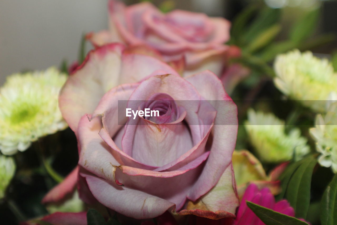 CLOSE-UP OF PINK ROSE