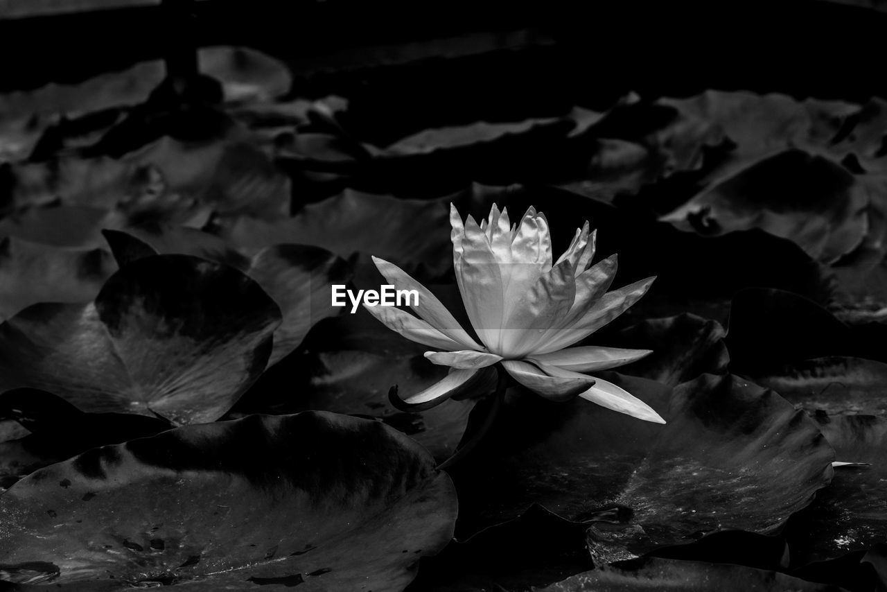 CLOSE-UP OF LOTUS WATER LILY BLOOMING IN PARK