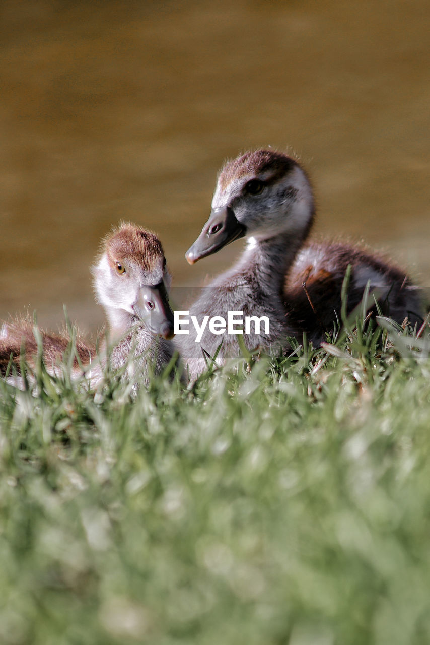 View of birds in nest