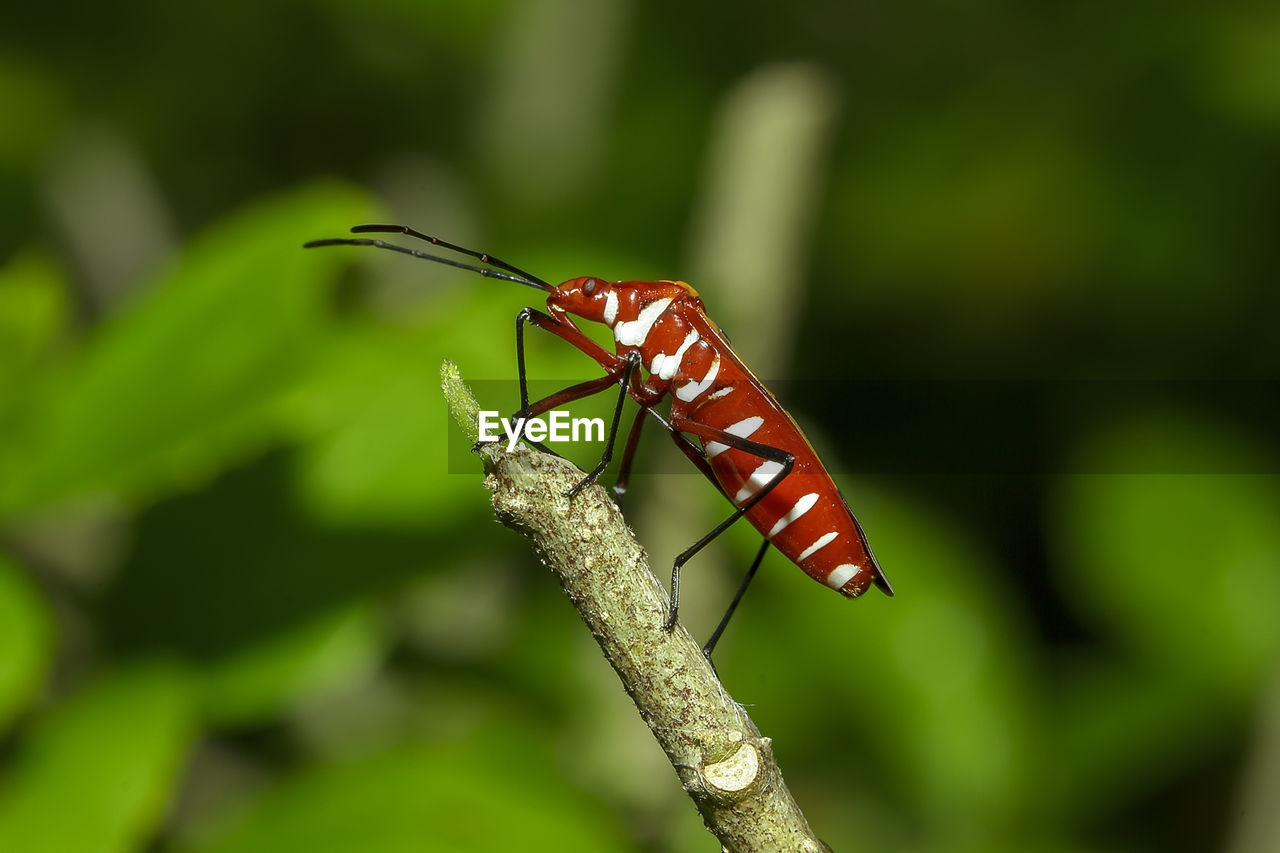 Close-up of butterfly on plant