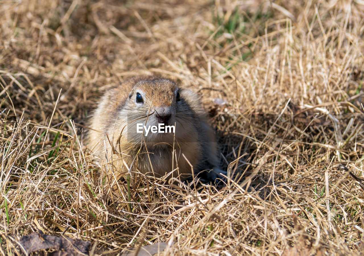 animal themes, animal, animal wildlife, wildlife, one animal, mammal, prairie dog, grass, no people, nature, squirrel, whiskers, plant, portrait, rodent, day, outdoors, looking at camera, prairie, land