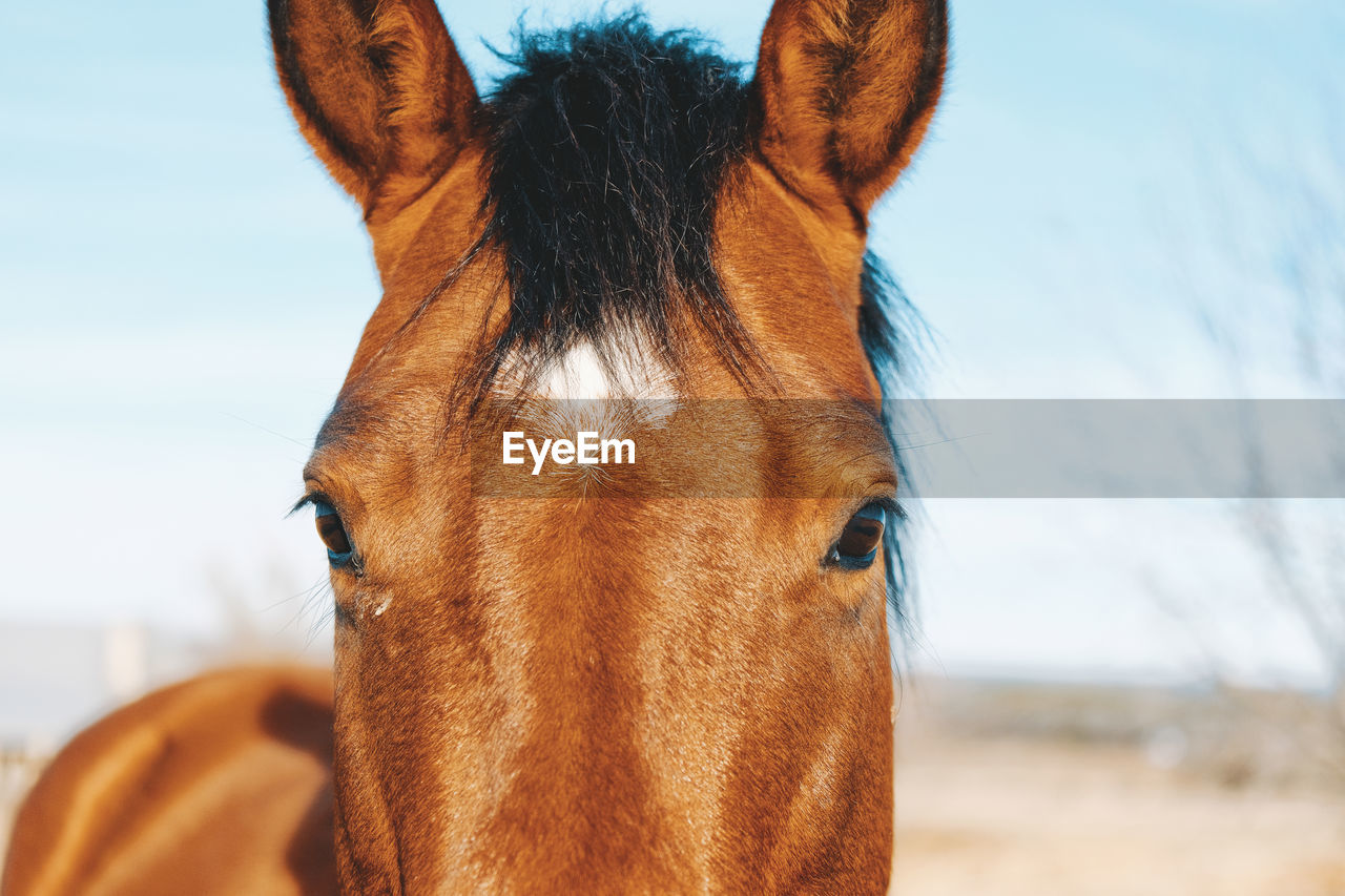 CLOSE-UP OF A HORSE