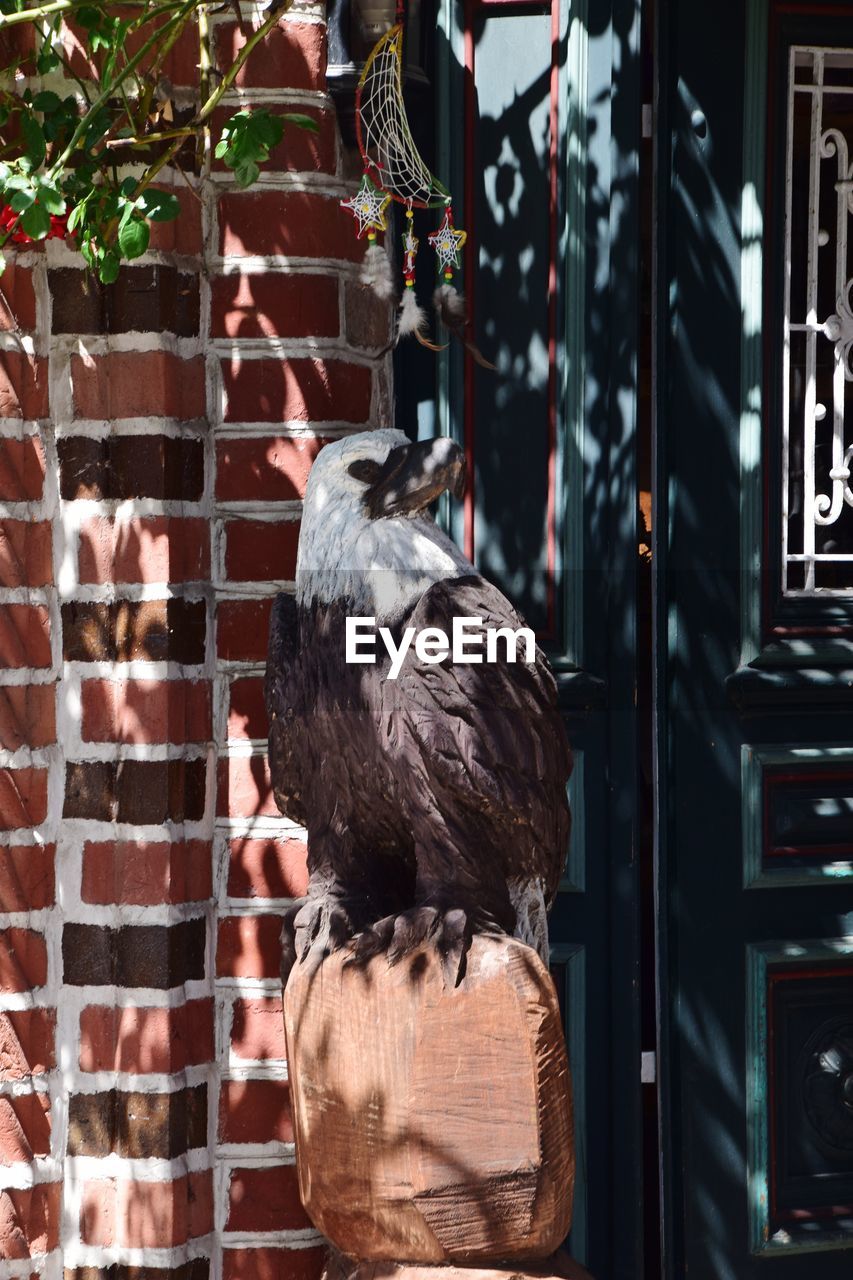 REAR VIEW OF BIRD PERCHING ON WALL