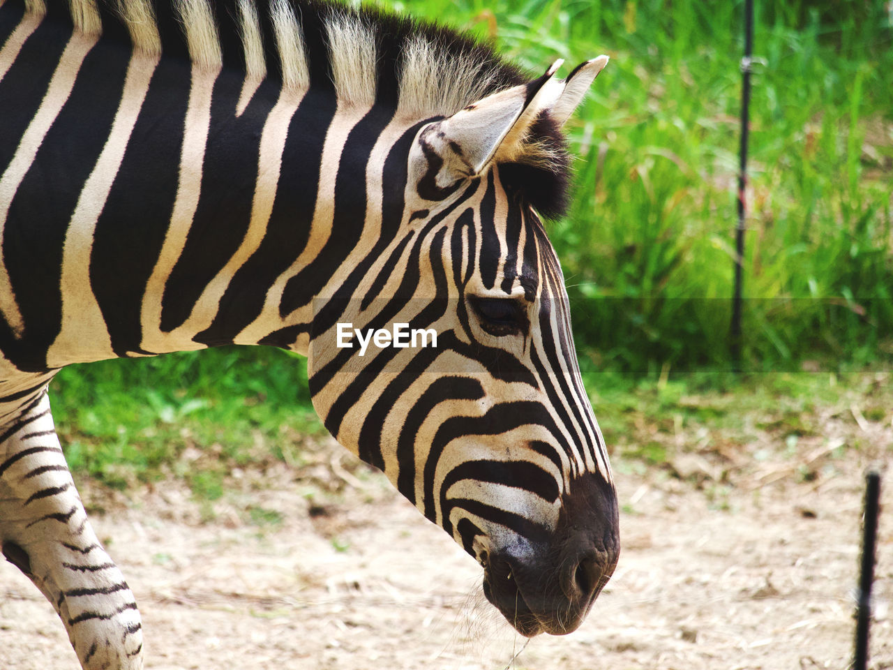 View of a zebra