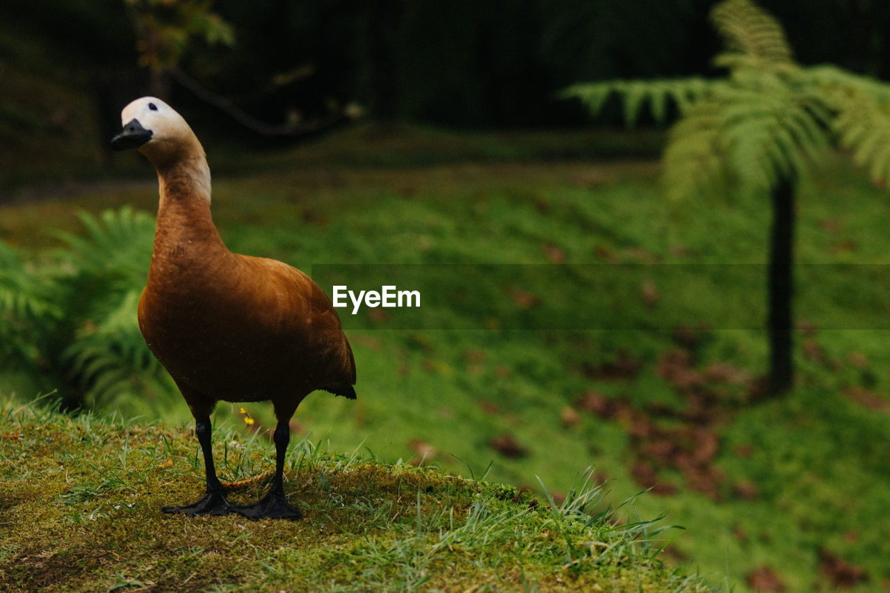 BIRD STANDING ON FIELD