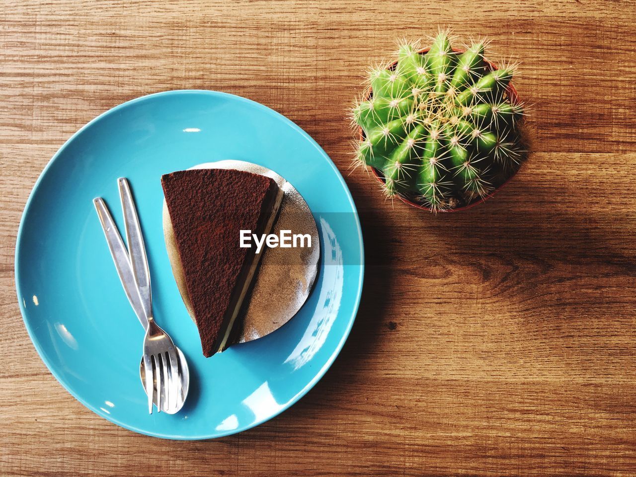 High angle view of succulent plant on table