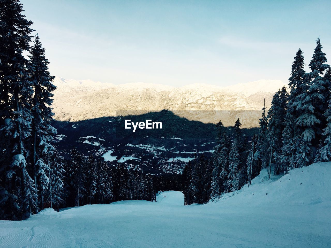 TREES AGAINST SKY DURING WINTER