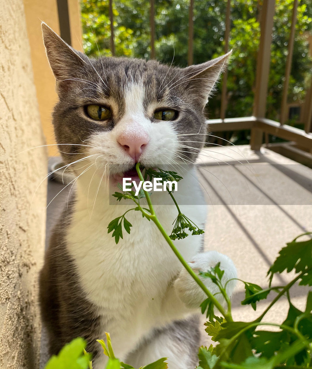 Close-up portrait of a cat