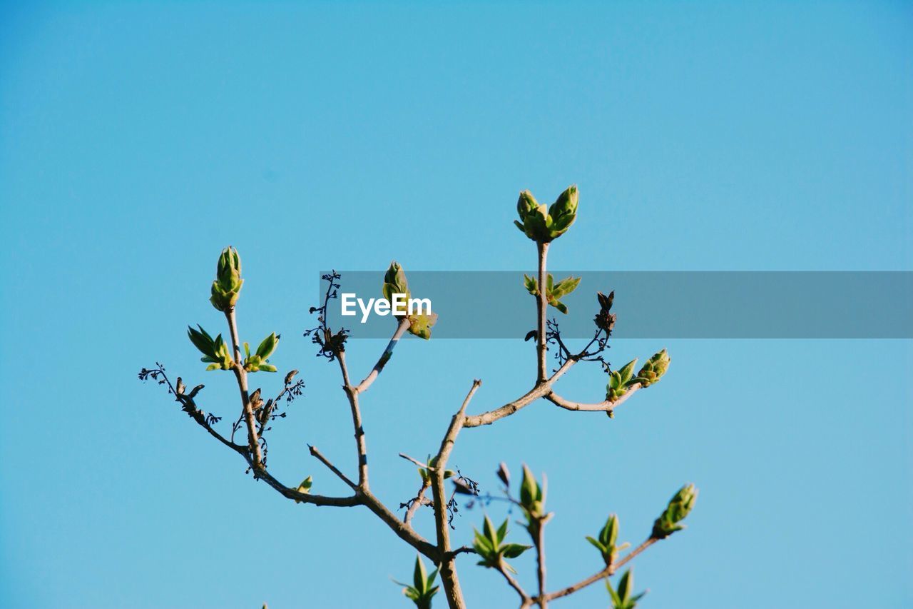 Low angle view of tree against clear blue sky