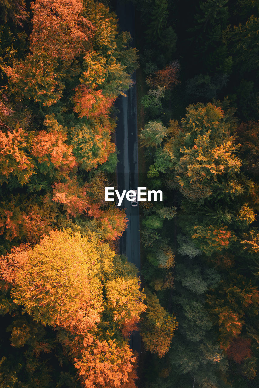 Aerial view of car on road amidst autumn trees in forest