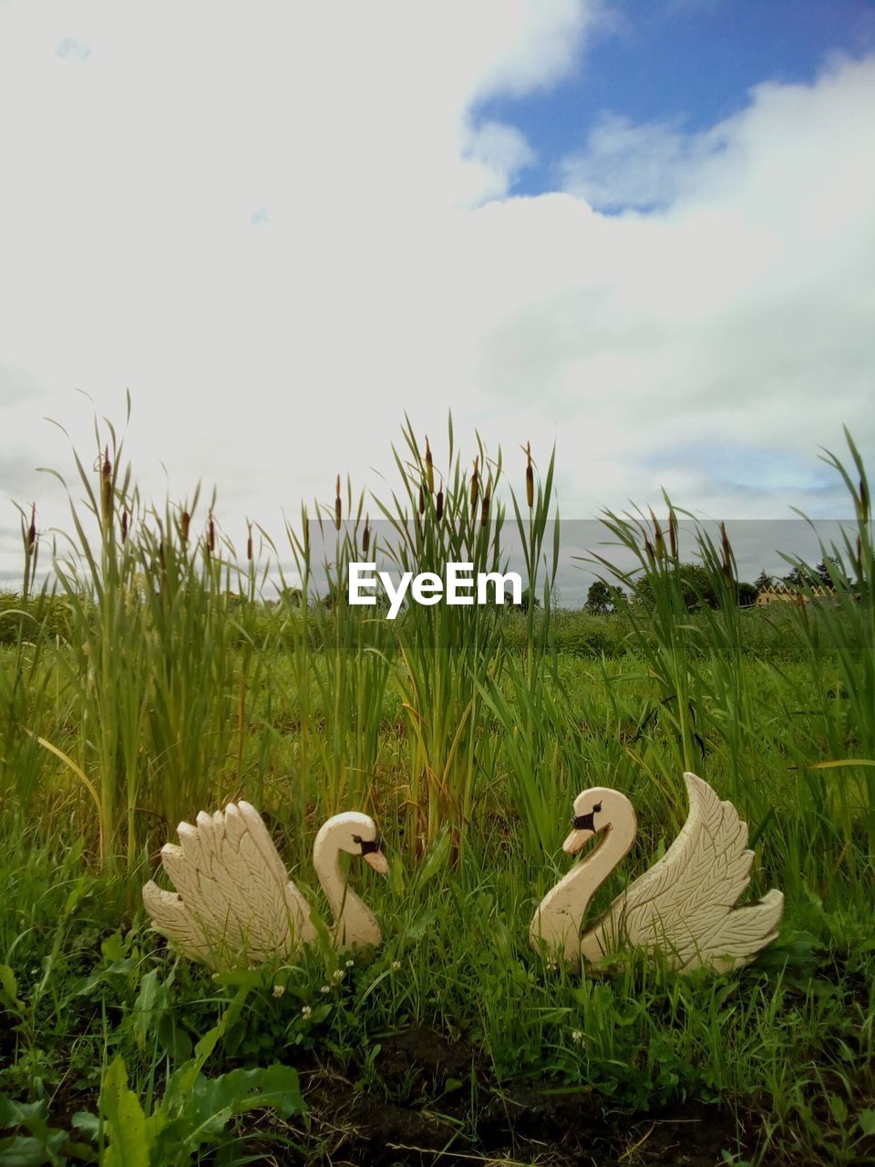 VIEW OF GRASSY FIELD