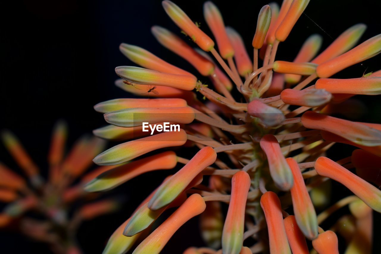 CLOSE-UP OF ORANGE FLOWER PLANT