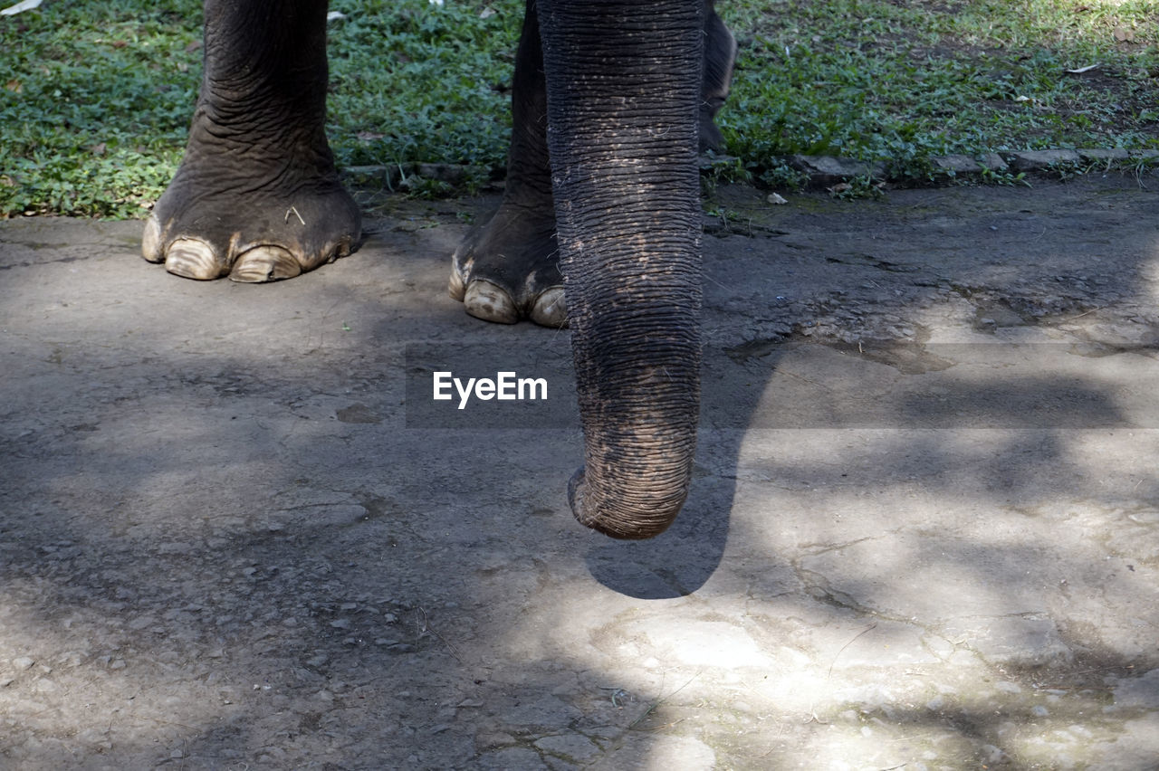 CLOSE-UP OF ELEPHANT ON COBBLESTONE